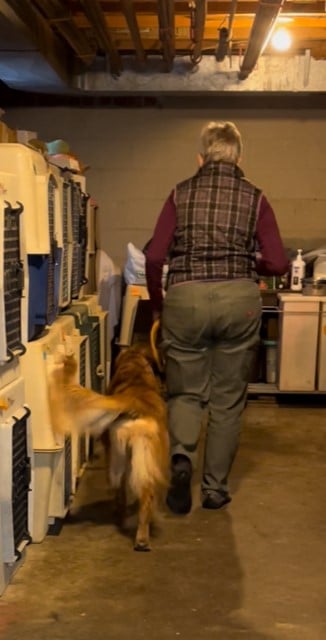 The same Golden, two days later, has given up fighting me, since his resistance was not successful, and has become a happy partner, heeling very well, tail wagging.