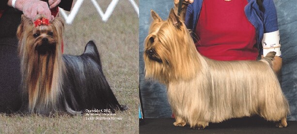 Left: Silky Terrier versus Right: Yorkshire Terrier