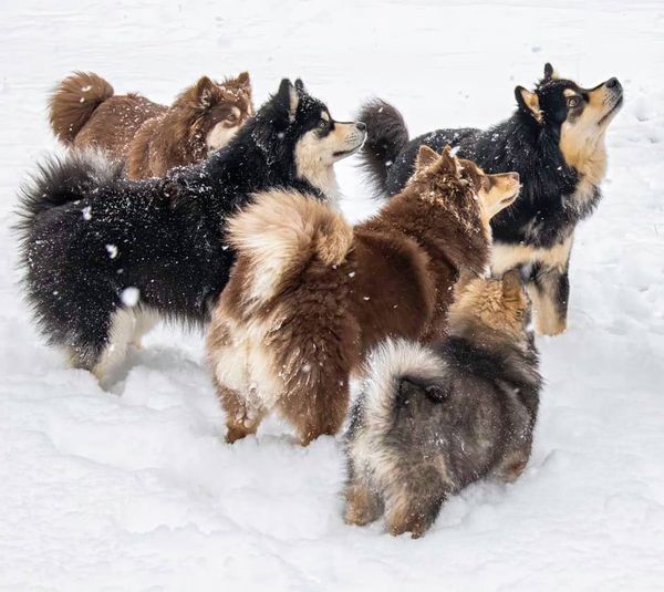 Finnish Lapphunds in the snow