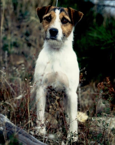 BISS CH Heythrop Trailblazer, bred byRoger and Linda Bigland of Evesham, England. The Number One Parson in the first year of recognition (2000), owned by Mary Strom.