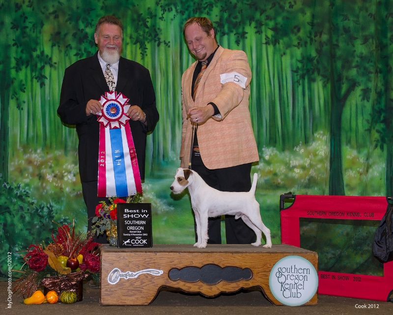 BIS BISS GRCH Gold Snow Winds Masked Bandit (Age 7 Years)(BIS Brillwood Dress Blues x CH Sundaywoods Helen Wheels)