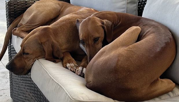 Figure 3. Azawakh (2 Years Old) & Rhodesian Ridgeback (4 Years Old)