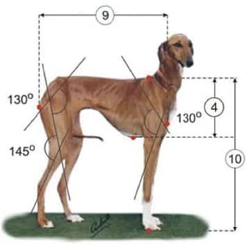Figure 4. Schematic of Azawakh Proportions