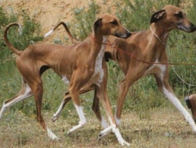 Figure 7. Azawakhs with red coat, white chest, extremeties, and tail tip markings.