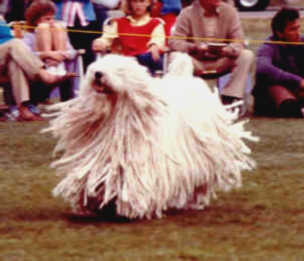 dog with a heavy coat