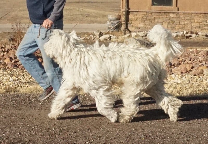 Man with a Komondor dog