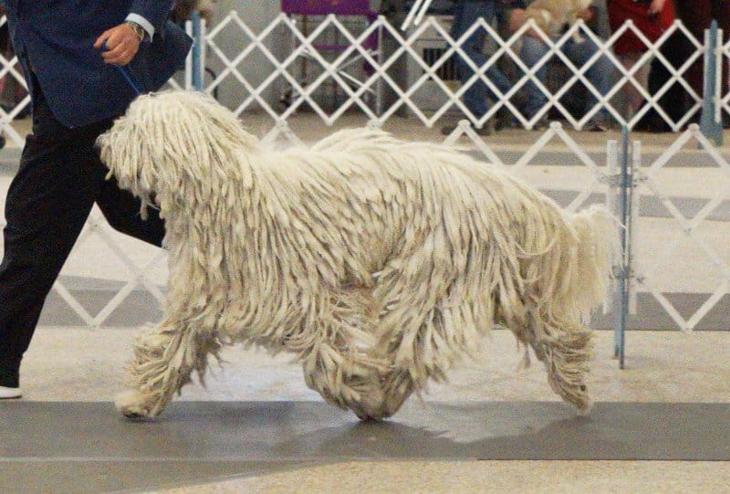 Komondor dog moving in the dog show ring