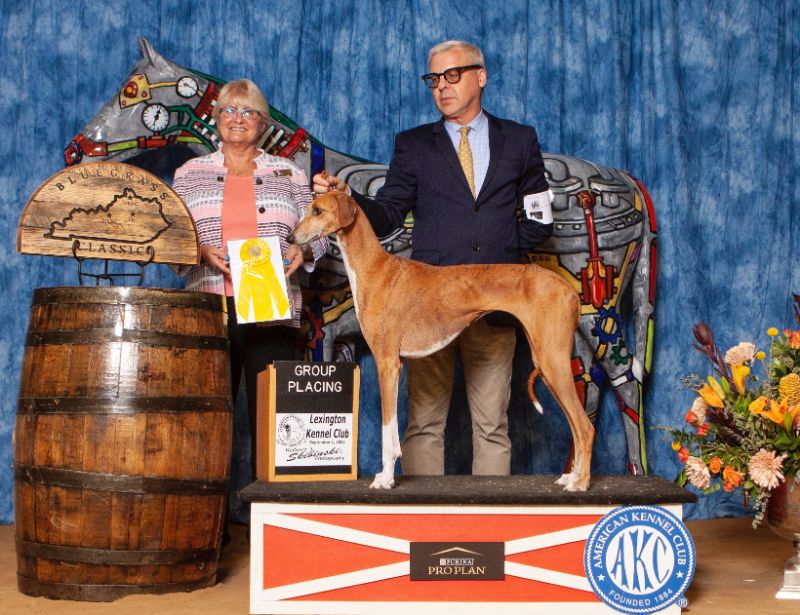 Insights from Breeder/Owner Handler Doug Koger | Showsight