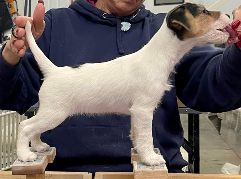 Snow Winds Amazing Grace - 7 weeks old. (Outfoxed Sneek A Peek x Snow Winds Blast from the Past) Grace is a second generation puppy from a frozen semen breeding. Her mother was sired by BISS CH Heythrop Trailblazer (Bromo).