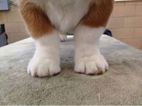 Correct Cardigan Feet