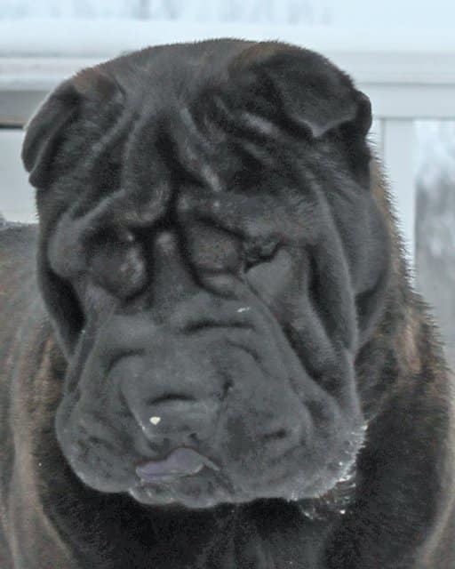 Chinese Shar-Pei head photo