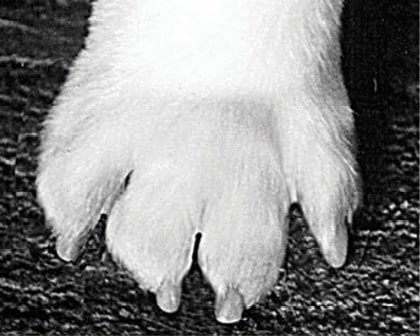 Incorrect Splayed Foot