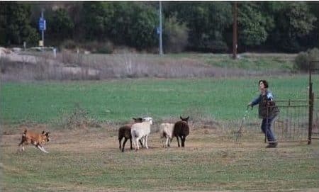 Woman with sheeps and dog in the field
