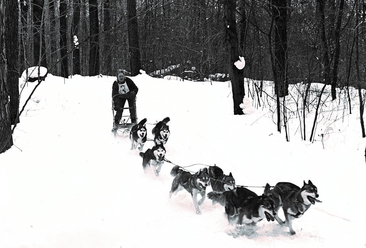 Black and white photo of Judith sledding with her Siberian Huskies
