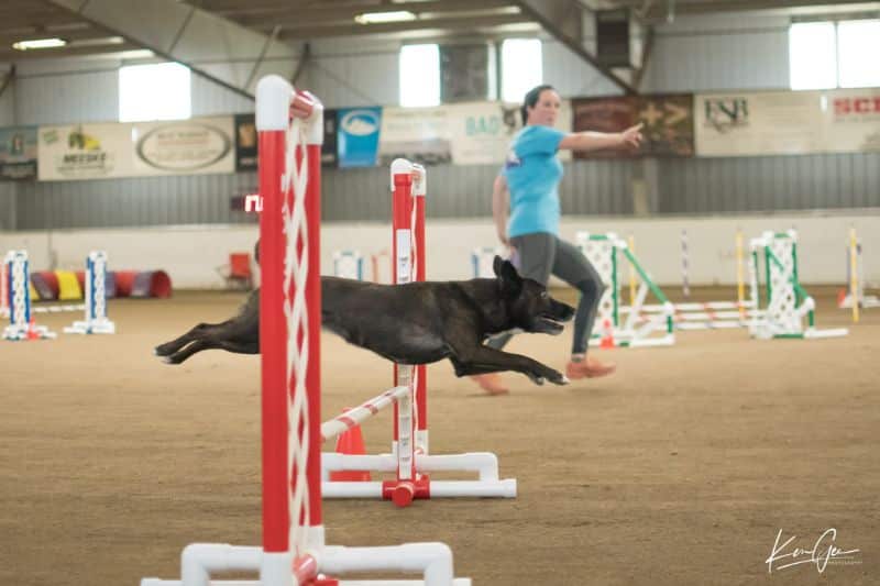 ‘Maven’ and Kara Mackenzie from a 2022 AKC Agility Trial.