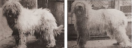 Female Komondor ‘Mira’ belonging to Doru Asmaranda from Gura Humorului, in 1994.