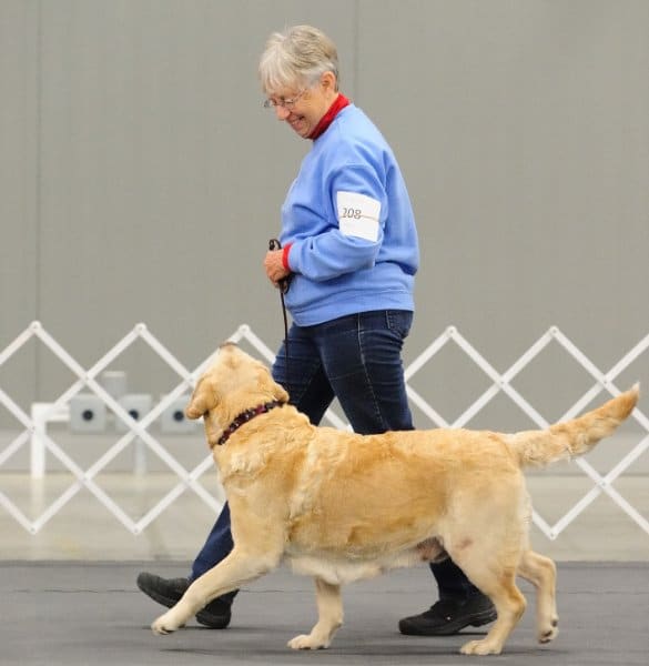‘Carly’ earning a CD leg. I have found that watching and smiling at my dog as we work helps to keep her engaged and relaxed enough to do her best.