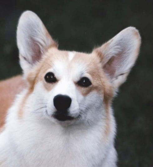 Pembroke Welsh Corgi head photo