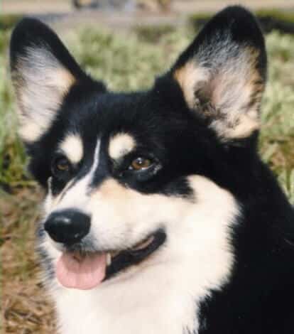 Pembroke Welsh Corgi head photo