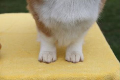 Correct Pembroke Feet