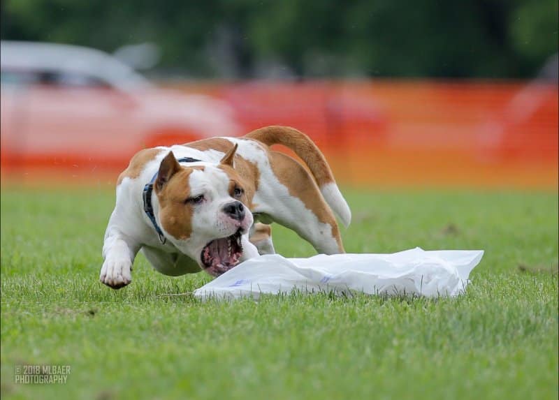 American Staffordshire Terrier