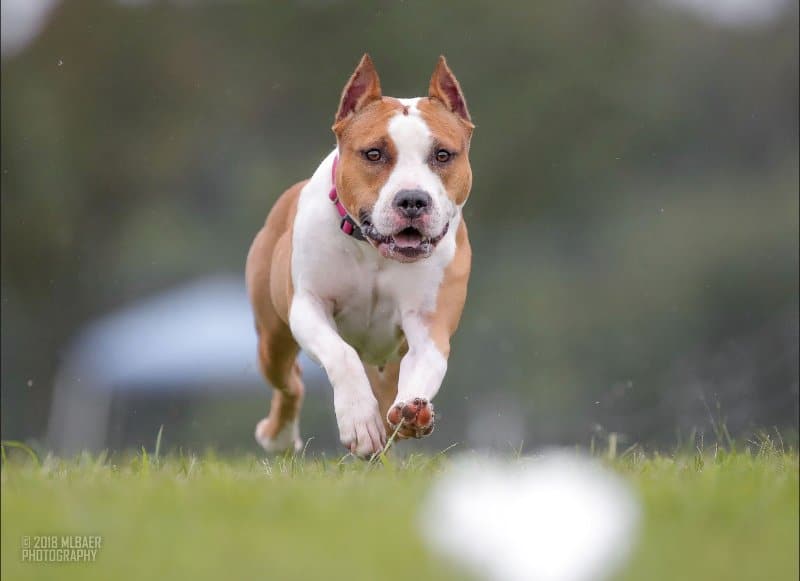 The Versatile Amstaff