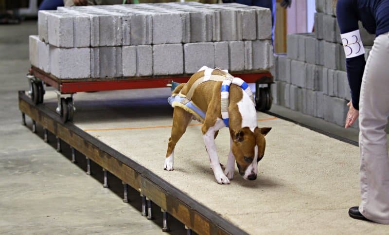 The Versatile Amstaff