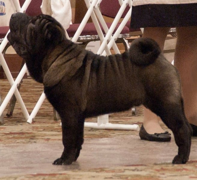 Chinese Shar-Pei