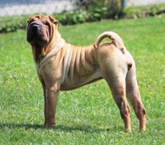 Chinese Shar-Pei