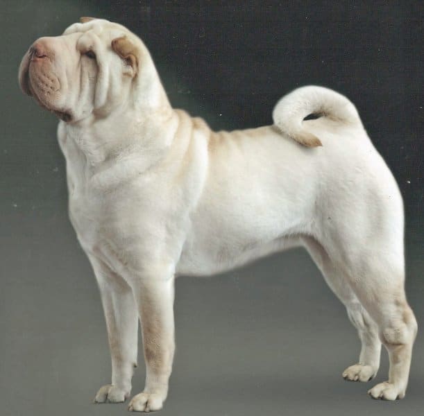 Chinese Shar-Pei