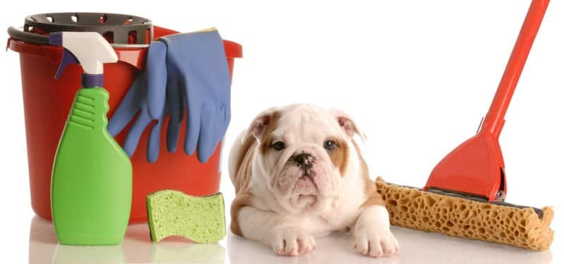 dog on white background with cleaning tools