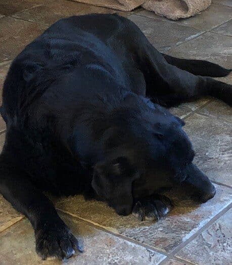 Dog lying on the ground