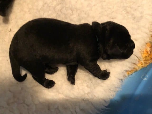 Baby Sylvia