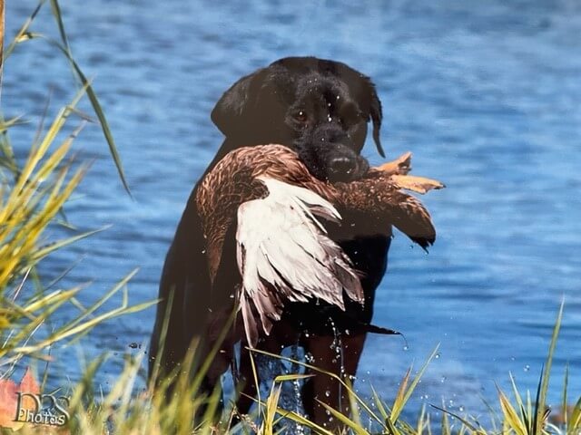 Dog retrieving ducks.