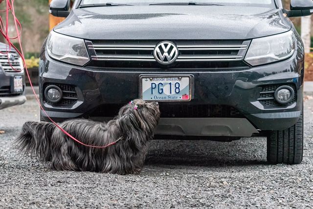 Skye Terrier doing nosework