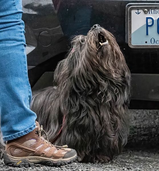 Kathleen Brodie's Skye Terrier doing nosework