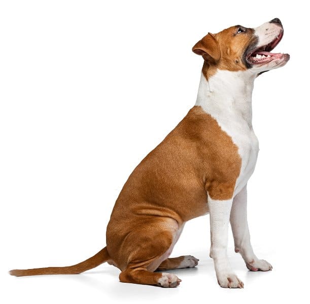 Figure 2. A Well-Muscled Pitbull Dog of Correct Weight.