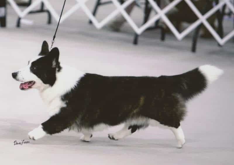 Cardigan Welsh Corgi moving in the dog show ring