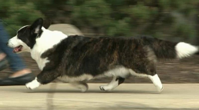 Cardigan Welsh Corgi moving in the dog show ring