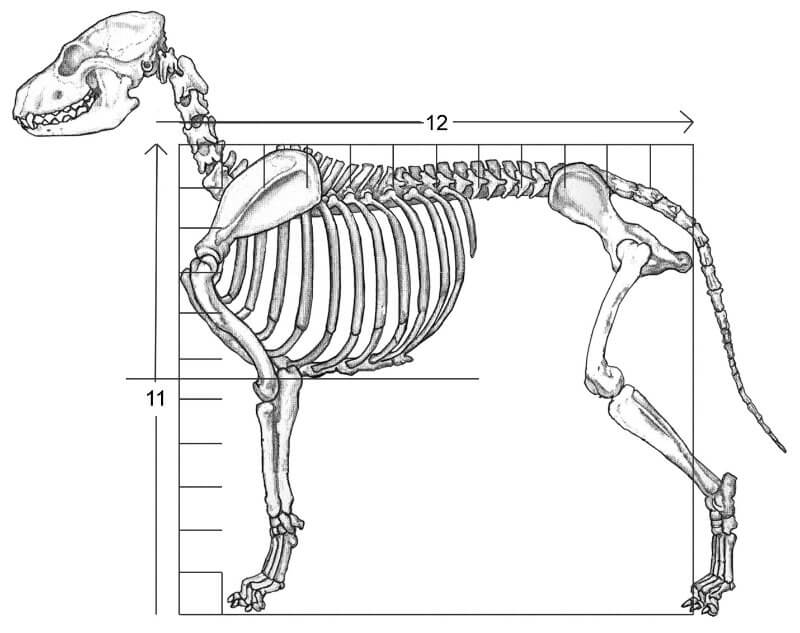 Figure 1. The skeleton of the basic or average dog. Slightly longer than tall with distance from withers to elbow approximately equal to the distance from elbow to ground. Brisket (bottom of chest) descends to elbow.