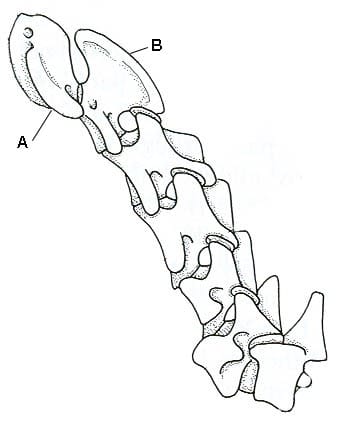 Figure 10. Seven Cervical Vertebrae