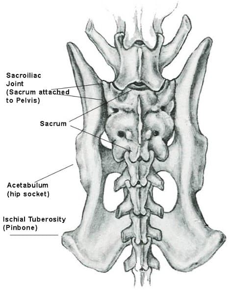 Form Follows Function – Part 3: Hinquarters, Head, Neck & Spinal Column