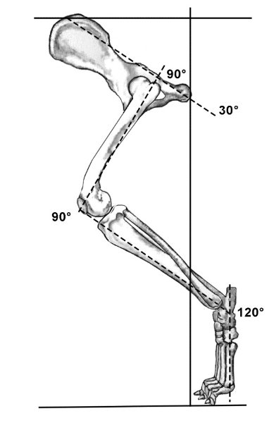 Figure 2. Hindquarter Angulation of Average Dog