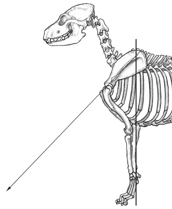 Figure 4 - Illustration of the Skeletal Structure of Dog's Shoulder Angle and Return of Upper Arm