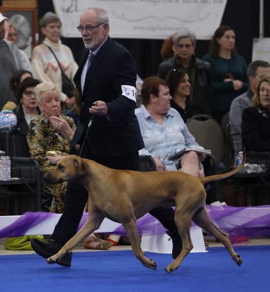 Robert Russell handling his Parnassus Rhodesian Ridgeback at a dog show