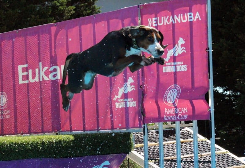Hamiltonstovare dog participating in dock diving