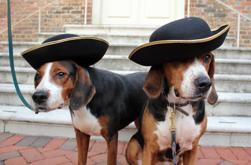 Ashley Silver's Oceania Hamiltonstovare dogs with hats