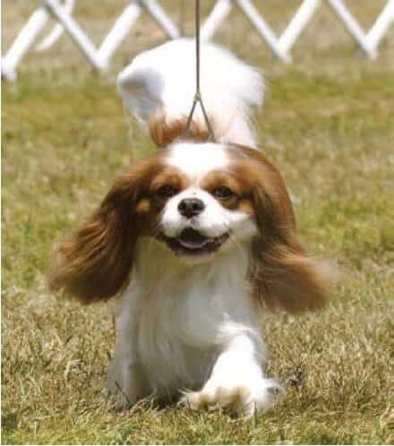 Coming at you, the front legs should also be straight and true; they should not be out at the elbows or exhibit paddling.