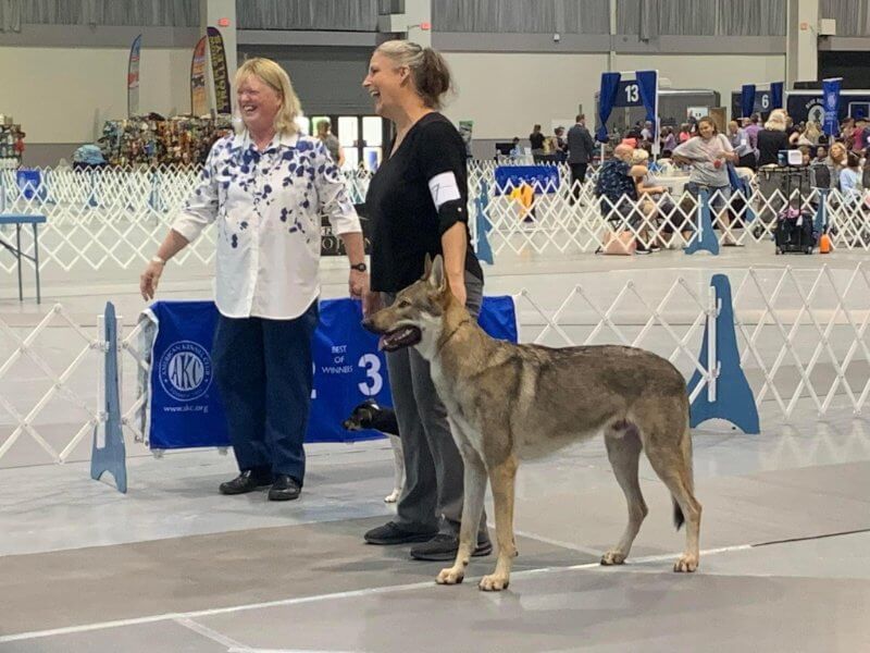 Czechoslovakian Vlcak at a dog show
