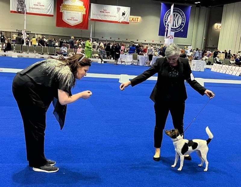 Danish-Swedish Farmdog at a dog show